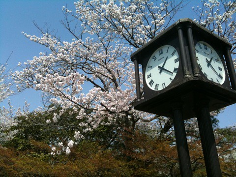 八坂神社と円山公園の桜