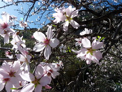 Gran Canaria - Almond Tree and Its Beautiful Blossom