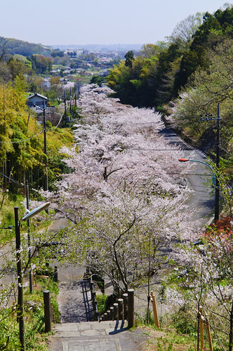 Cherry blossoms in mountain village
