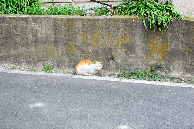 Today's Cat@2011-04-18
