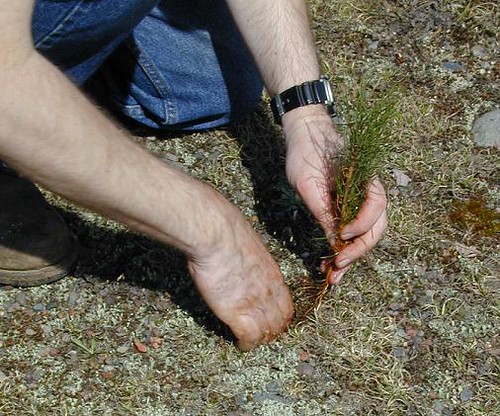  In the U.S., reforestation efforts are taking place across the country from Maine to Hawaii. 