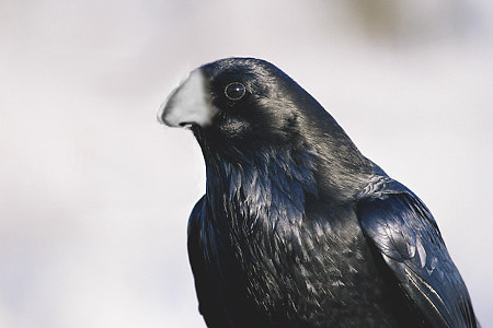 crow-nose