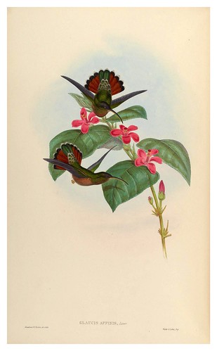 002-An introduction to the Trochilidae  or family of humming-birds Vol 1- 1861-John Gould