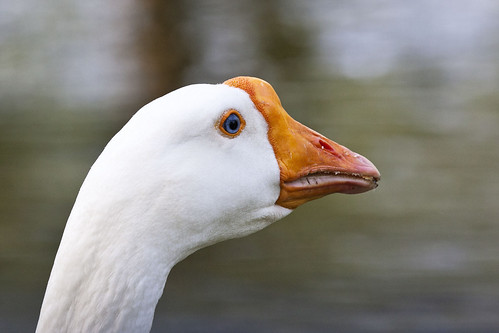 Quack! by fangleman