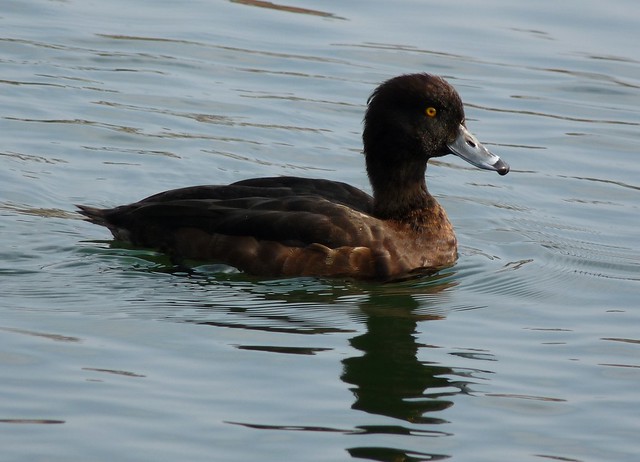 24055 - Tufted Duck, Sandy Water Park, Llanelli