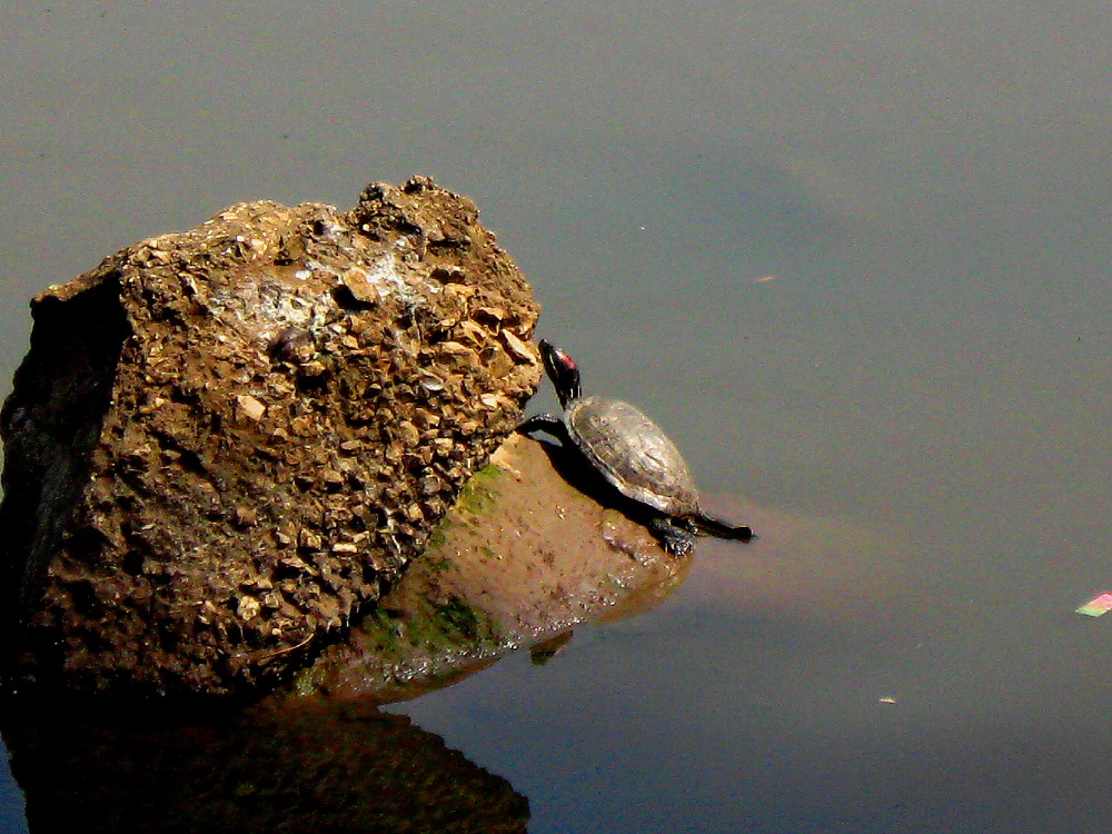 31-03-2011-basking-turtle