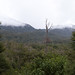 Foresta pluviale in direzione Cerro Castillo