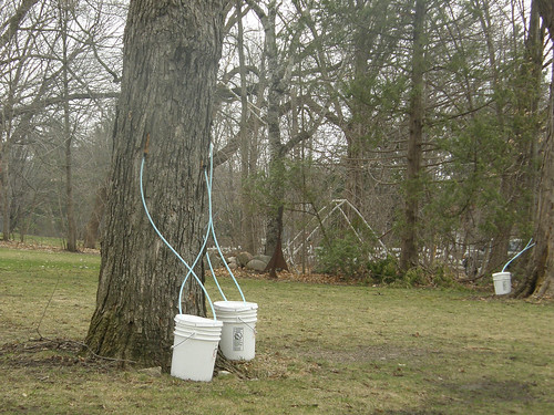 Tapping maple sap