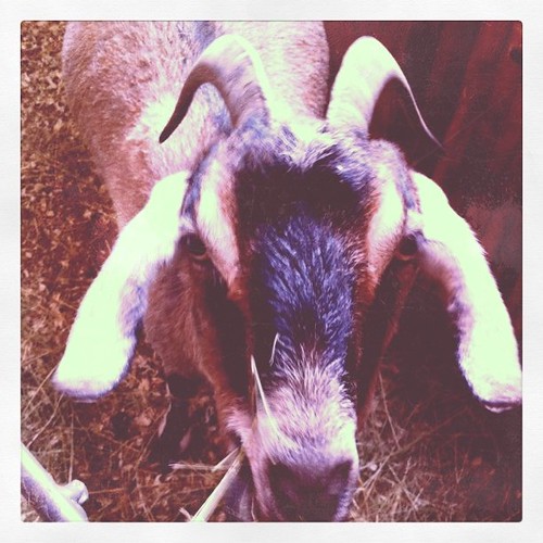 visiting goats