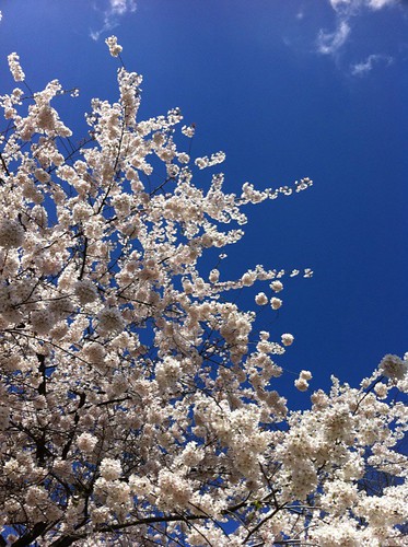 Blue sky and blooms