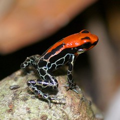 Red-backed Poison Frog (Ranitomeya retic by bayucca (busy), on Flickr