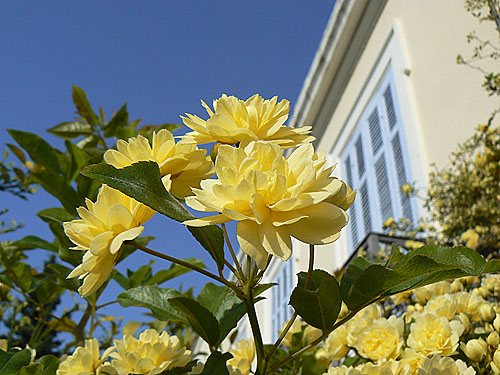 fleurs jaunes.jpg