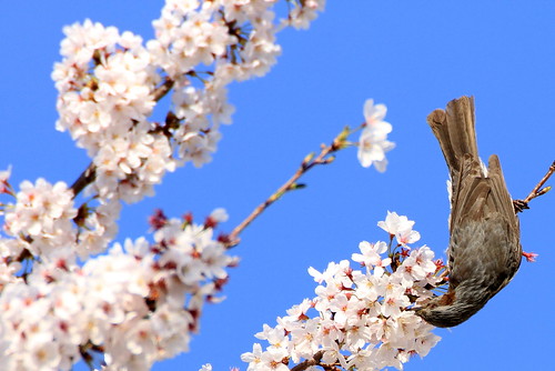 桜をついばむ鳥