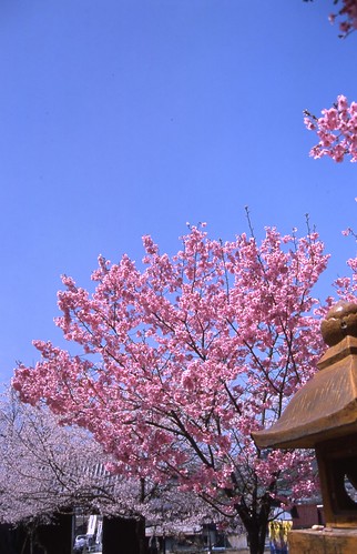 桜 by tamarin01