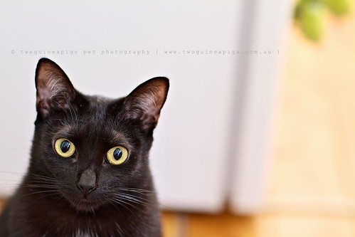Mad black cat eyes pet portrait by twoguineapigs pet photography