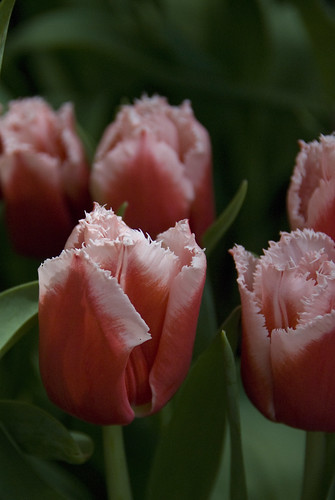 D2 bellagio conservatory tulip 1