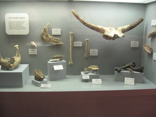 Collection of Quaternary Fossils