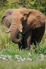 Bull Elephant, Murchison Falls NP, Uganda
