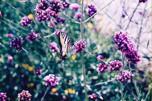 Butterfly Feast by Lisa's Random Photos