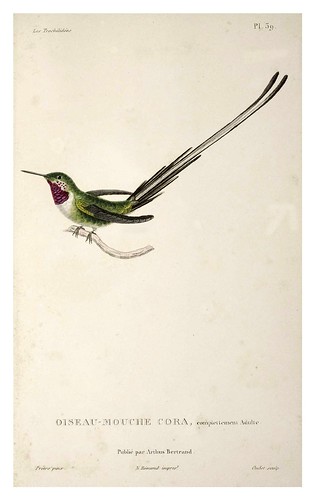 026-Les Trochilidées ou les Colibris et les Oiseaux-Mouches… 1832- René Primevère Lesson- DGZ–Göttinger Digitalisierungszentrum