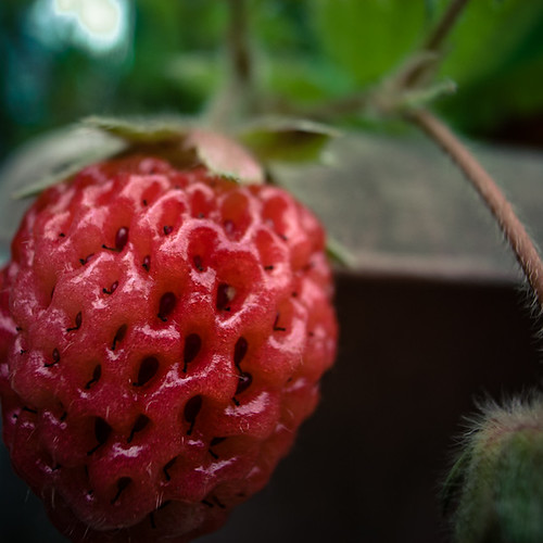 First Fruits:  Strawberry