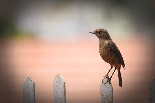 An unknown bird