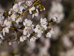 Cherry blossoms in night 03