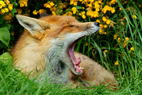 フリー写真素材|動物|哺乳類|狐・キツネ|