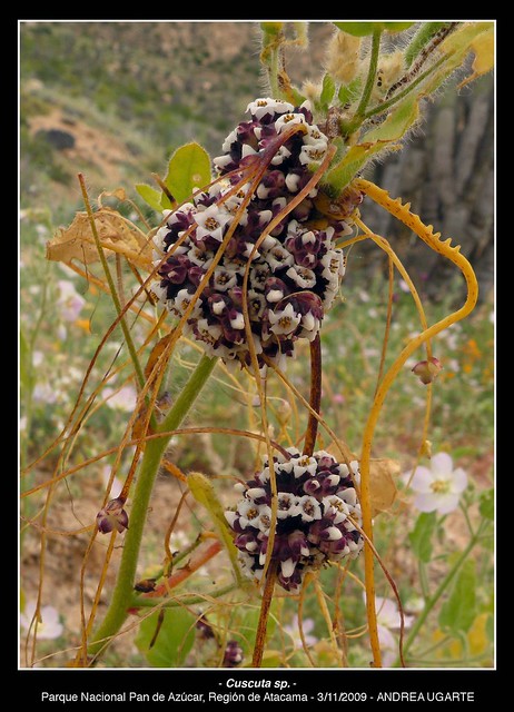 Detalle de las flores de <i>Cuscuta sp.</i>. Parque Nacional Pan de Azúcar, Región de Atacama.