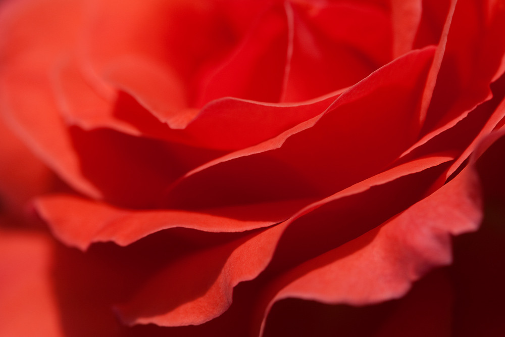 Macro 11/30:  Another Rose