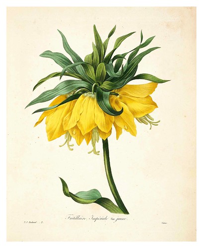 001-Corona Imperial-Choix des plus belles fleurs…1827- P.J.Redoute
