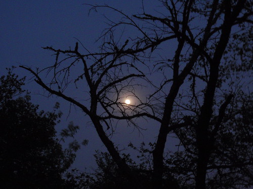 Moonlight and Branches