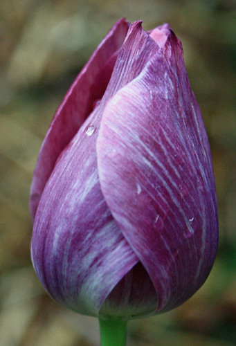 Purple & White Tulip with Raindrop