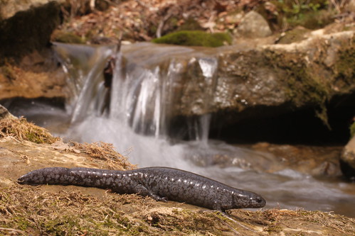 Streamside salamander (Ambystoma barbouri)