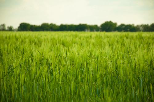 フリー写真素材|花・植物|小麦・コムギ|田畑・農場|フランス|グリーン|