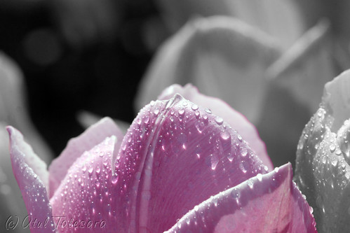 Pink Tulips up close