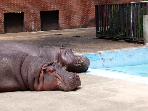 Hippos - Memphis Zoo