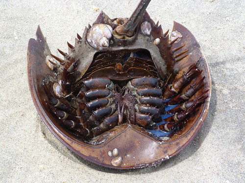 horseshoe crab blood. Horseshoe Crab