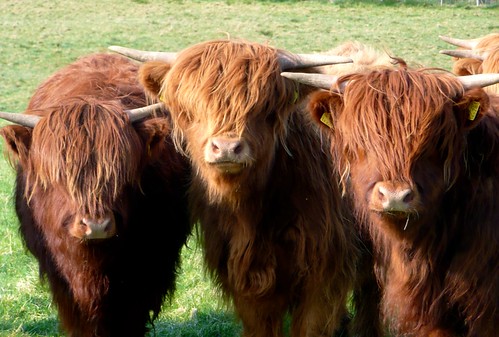 Highland cows by nilame