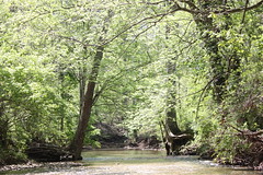 Creek in Spring