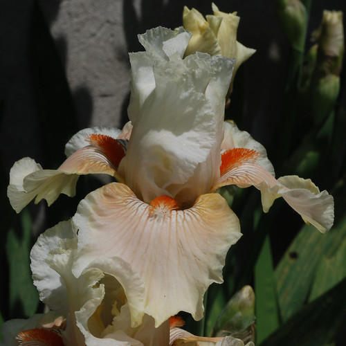Iris "Coral Cheek"