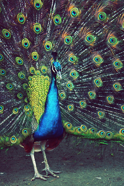 Day 271 - Peacock Showing Off