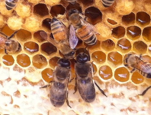 Two species of bee?