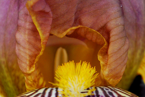 Inside an Iris by Sandee4242