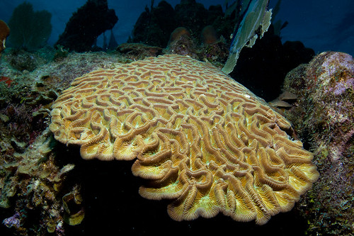 Boulder Brain Coral (Colpophyllia natans), Utila, Honduras, Central America