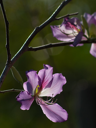 Backlit Orchid Tree Bloom