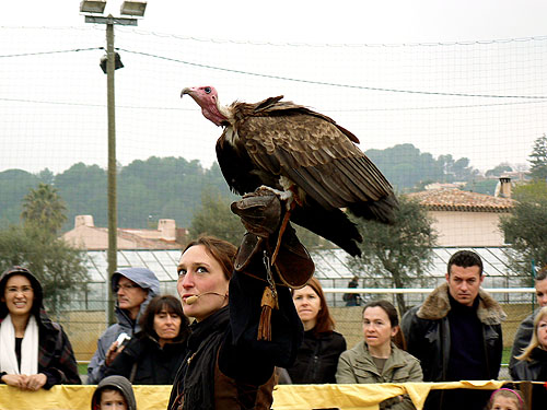 vautour.jpg