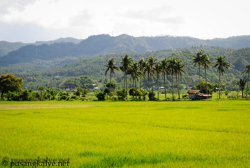 ricefields