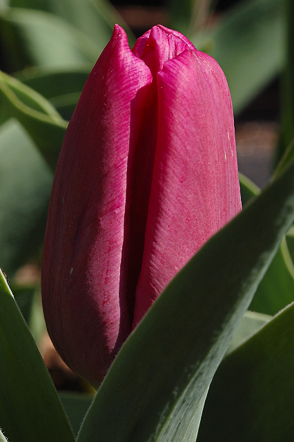 Missouri Botanical Garden (Shaw's Garden), in Saint Louis, Missouri, USA - purple tulip