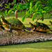 Florida red Bellied turtles sunning-_MG_3664